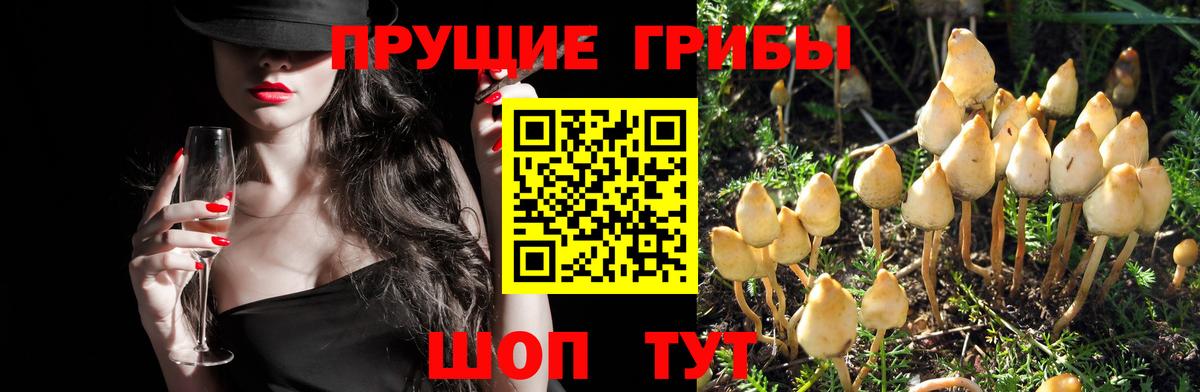 Псилоцибиновые грибы GOLDEN TEACHER Шебекино
